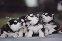 Siberian Huskies Puppies image 2